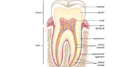 Dental structure