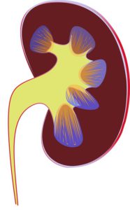 Kidney picture