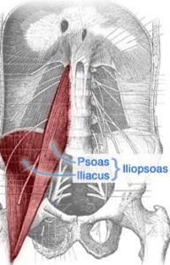 muscles are critical for hip flexors
