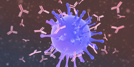 coronavirus vaccine or covid-19 vaccine creates antibodies against the coronavirus