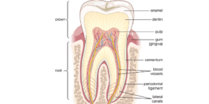 Dental structure